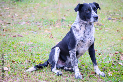 black and white dog sitting on the grass