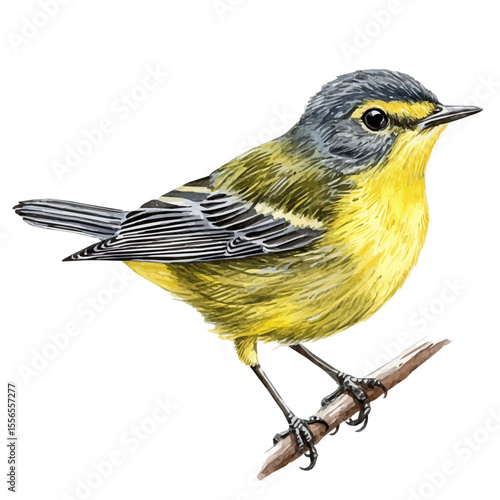 watercolor vector of Warbler Close Up, isolated on a white background.