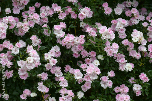 Wallpaper Mural 夢乙女　バラの花 Torontodigital.ca