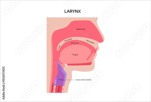 Larynx anatomy poster