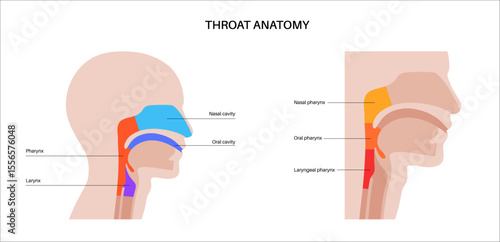 Throat anatomy poster