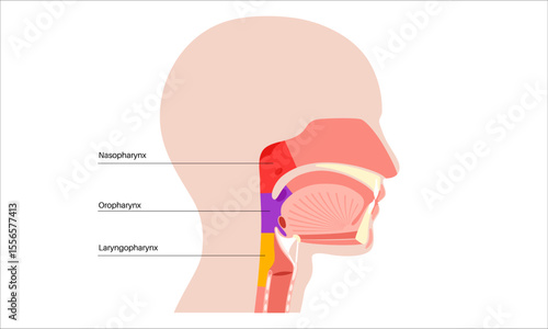 Pharynx anatomy poster