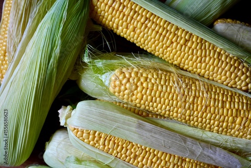 A pile of fresh organic corn. Fresh harvest. View from the top.
