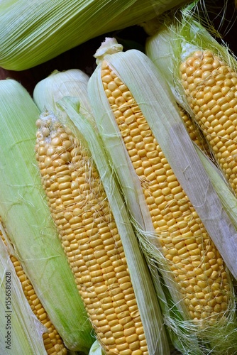 A pile of fresh organic corn. Fresh harvest. View from the top.