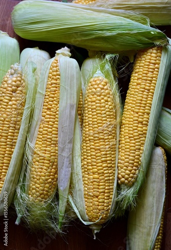 A pile of fresh organic corn. Fresh harvest. View from the top.