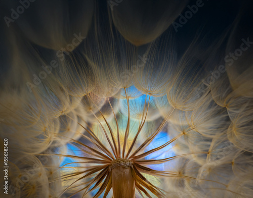 dandelion and bokeh