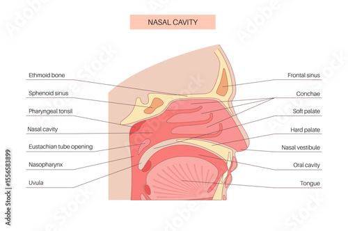 Nasal cavity poster