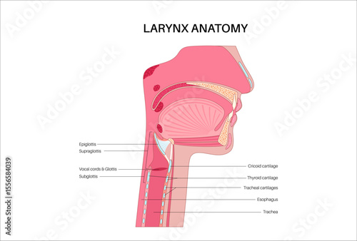 Larynx anatomy poster