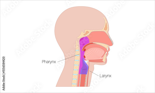 Pharynx and larynx