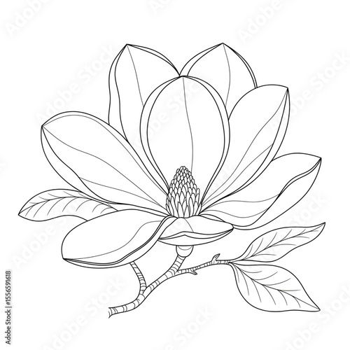 magnolia flower illustration vector coloring page