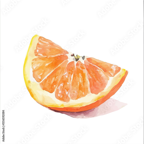 Tangerine Slice, watercolor painting vector, isolated on a white background.