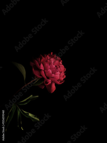 Red peonies on black background. Bold contrast and elegant floral detail. Perfect for modern decor and fine art.