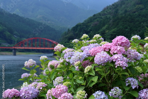 金砂湖畔公園で咲く紫陽花　（愛媛県　四国中央市）