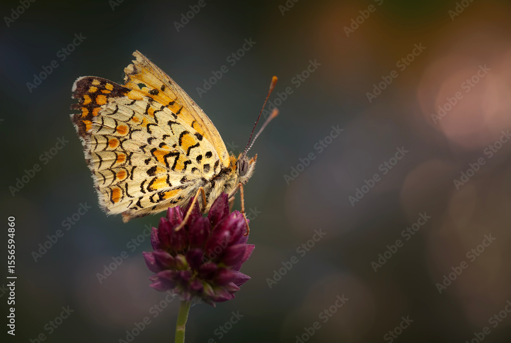 Obraz premium Colorful butterfly. Melitaea phoebe Knapweed Fritillary. Nature background. 