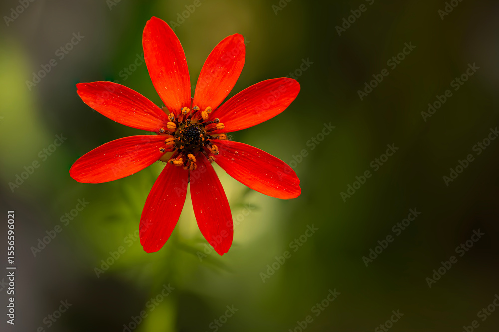 Spring. Adonis aestivalis. Red wild flower. Nature background. Spring. Adonis aestivalis. Red wild flower. Nature background.