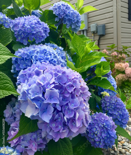 Vibrant Blue Hydrangea Bush