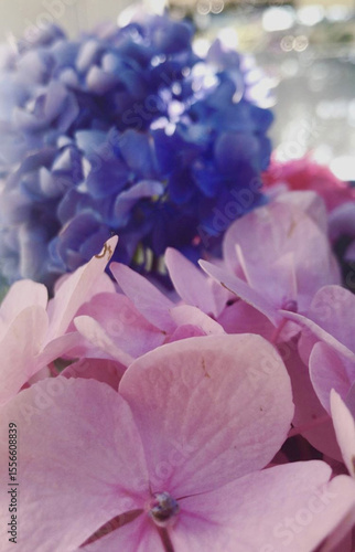 Close-up of Blue and Pink Hydrangea Petals