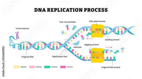  DNA Replication diagram. DNA Polymerase enzyme synthese, labeled chromosome, free nucleotides, Leading strand, lagging strand, helicase, replication fork, Okazaki fragment.