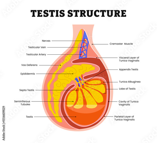Testis Structure anatomy, medical diagram poster illustration vector. Male reproductive system, labeled testis, lobe, appendix, epididymis, septa testis, testicular artery, testicular vein, nerves.