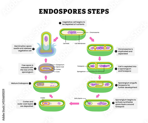 Endospore steps diagram process, illustration vector. Labeled Axial filament Formation, Septa Formation, Forespore Engulfment, Cortex Formation, Protein coat, Spore Maturation, enzymatic destruction.
