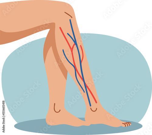 Leg veins medical anatomy illustration showing veins and arteries on human leg vector design