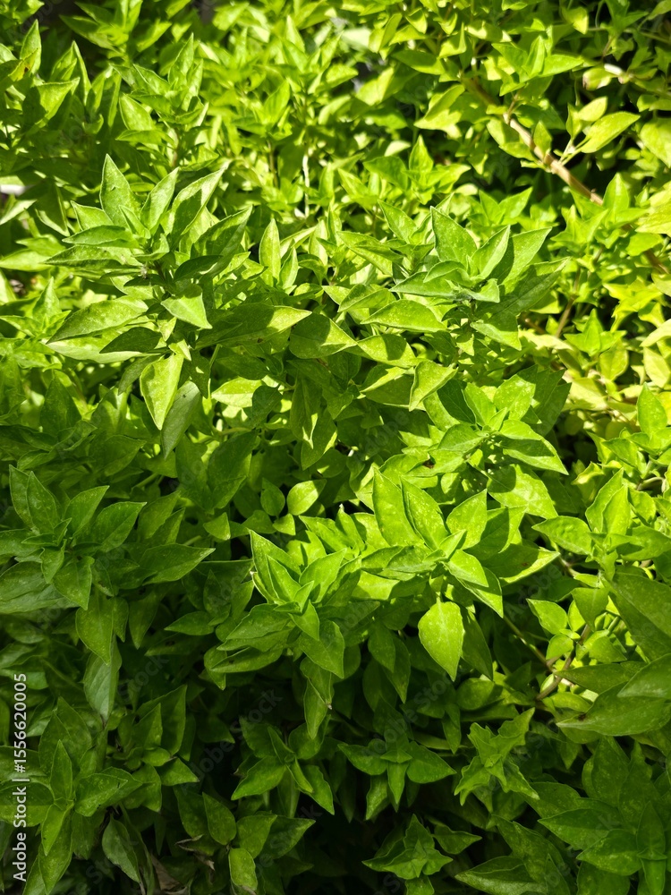 green leaves background green leaves background