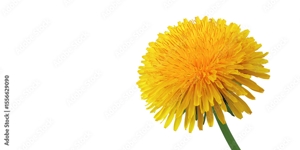 Bright yellow dandelion flower with green stem isolated on black background Closeup of vibrant spring wildflower for nature, botany, and floral design concepts Bright yellow dandelion flower with green stem isolated on black background Closeup of vibrant spring wildflower for nature, botany, and floral design concepts
