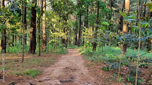 a video of a view of a path in a tropical forest