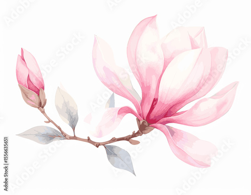 Delicate Pink Magnolia Blossom Watercolor Painting, watercolor flowers, vector watercolor flowers, Beautiful vintage flower, Watercolor flower collection