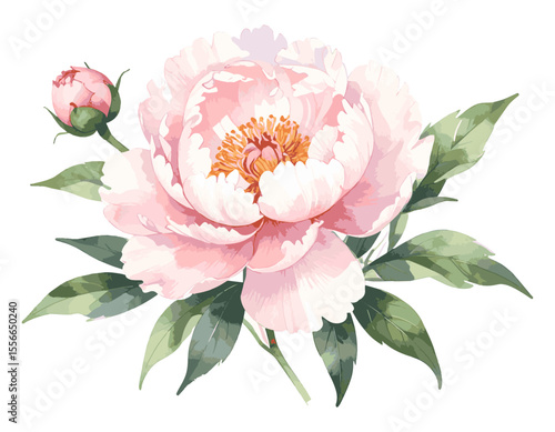 Elegant Pink Peony Flower with Bud Watercolor Botanical Illustration, watercolor flowers, vector watercolor flowers, Beautiful vintage flower, Watercolor flower collection