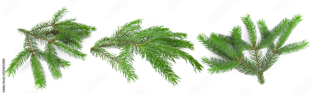 Green fir tree branches on white background, collage Green fir tree branches on white background, collage