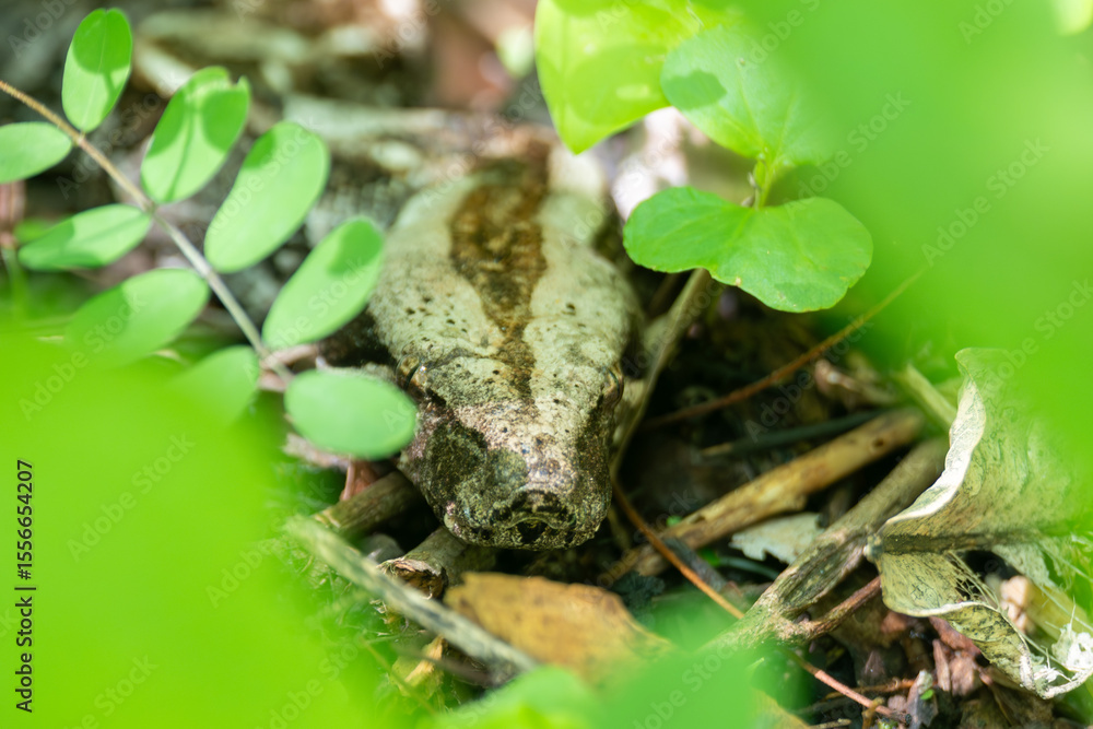 Fototapeta premium BOA