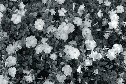 ペチュニアの花群（白黒）