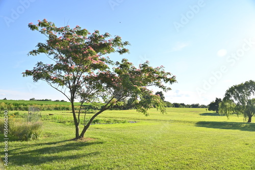 Mimosa Tree in a Yard
