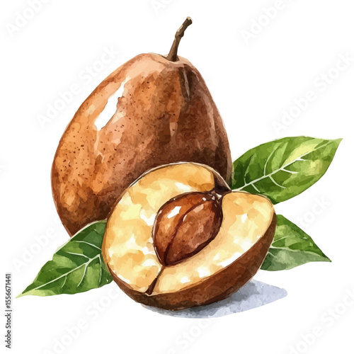 watercolor of Sapodilla Slice, vector, isolated on a white background.