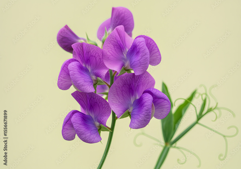 Naklejka premium purple iris flowers