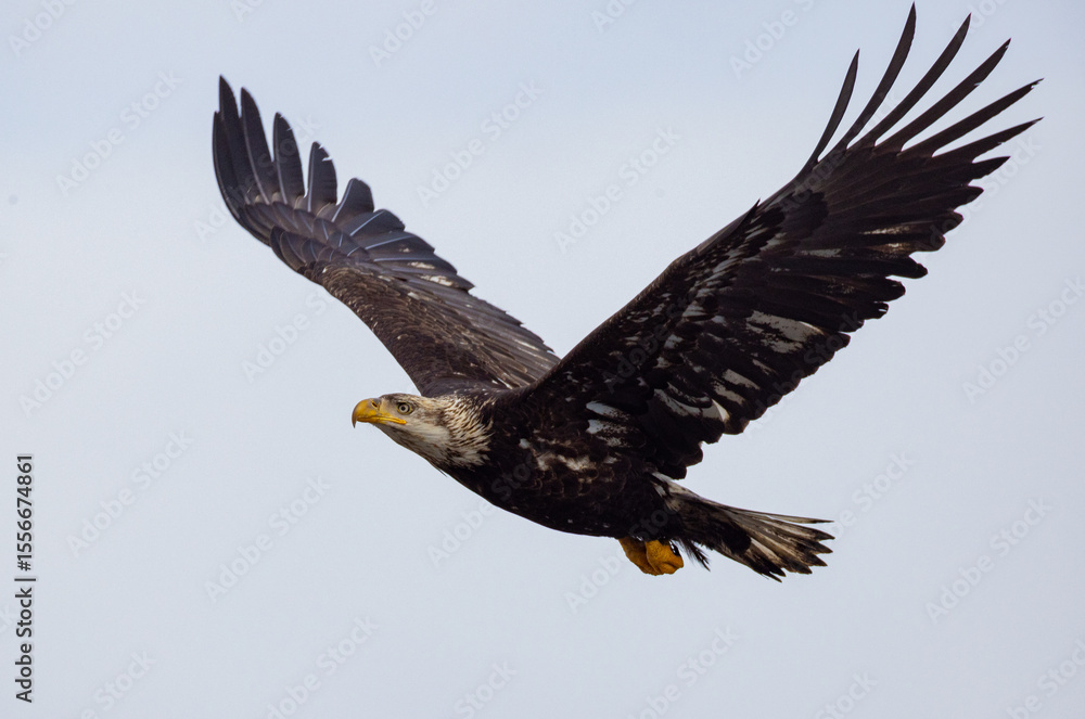 Naklejka premium Bald eagle in flight