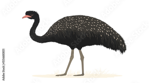 Detailed Flat Vector Illustration of Emu Fauna on White Background