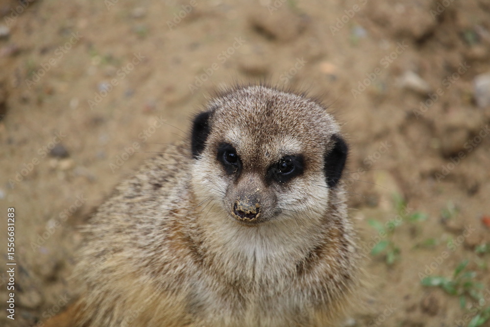 Fototapeta premium Suricate au nez ensablé