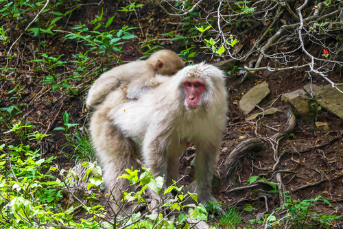 Canvas Print Mother Japanese Macaque is carrying her baby on her back at Jigokudani monkey pa
