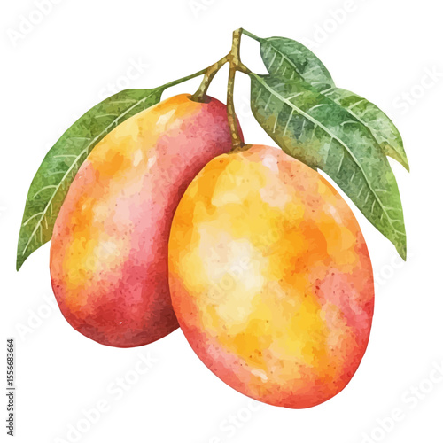watercolor of Ripe Mango, vector, isolated on a white background.