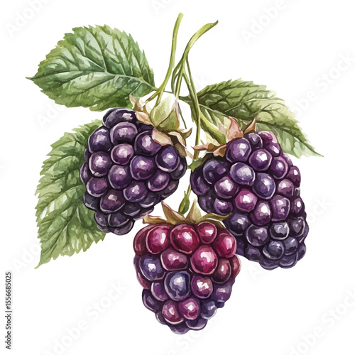 Ripe Boysenberry Bunch, watercolor painting vector, isolated on a white background.
