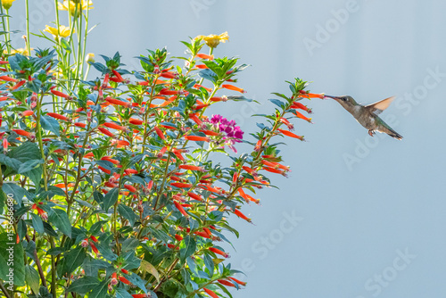 Ruby throated hummingbird with vermillionaire plant in flower pot