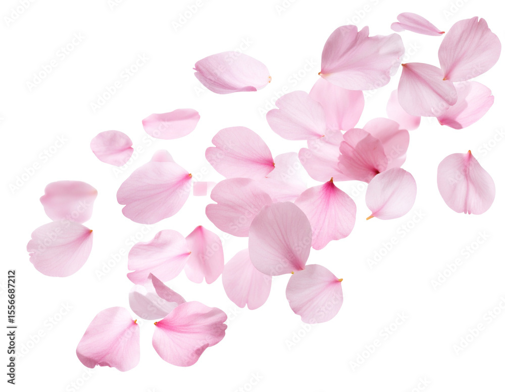 Obraz premium Soft Pink Cherry Blossom Petals Blowing Diagonally in the Wind, Isolated on Transparent Background