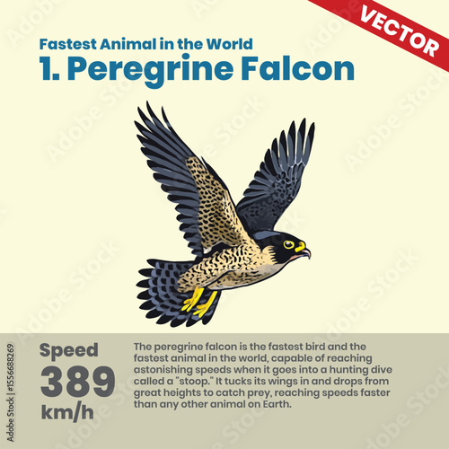 Discover the Peregrine Falcon the Fastest Animal in the World Reaching Speeds of 389 kmh During a Hunting Dive with Exceptional Speed and Precision in Wildlife Nature Photogra