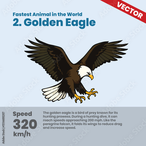 Learn About the Golden Eagle One of the Fastest Birds in the World Reaching Speeds of 320 kmh During Hunting Dives with Strong Powerful Wings and Incredible Aerial Abilities