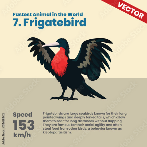 Frigatebird One of the Fastest Soaring Seabirds in the World Reaching 153 kmh Known for Long Distance Flight with Distinctive Forked Tail and Aerial Agility