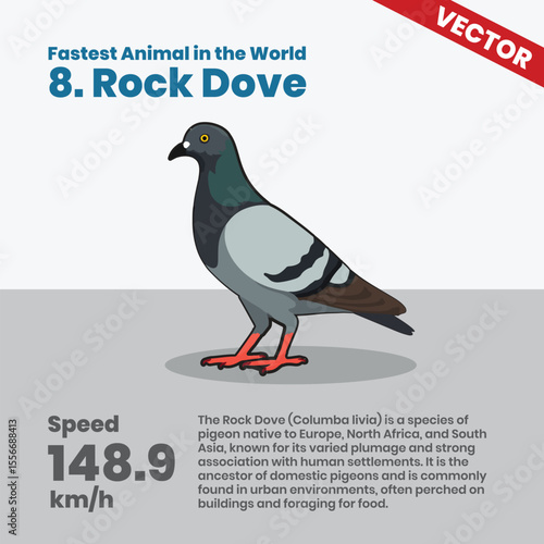 Rock Dove Also Known as Pigeon One of the Fastest Birds in the World Reaching 148.9 kmh Known for Urban Adaptation and Impressive Flight Speeds in Cities