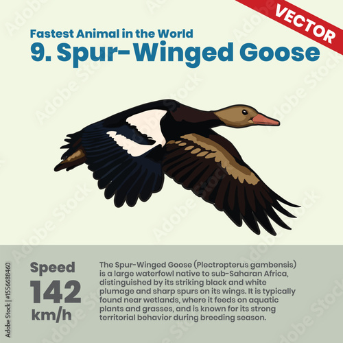 Spur Winged Goose One of the Fastest Waterfowl in the World Reaching 142 kmh Known for Its Striking Black and White Plumage and Strong Flight Abilities