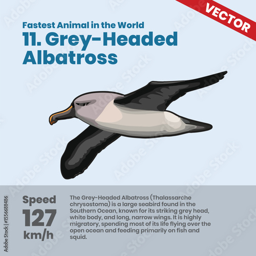 Grey-Headed Albatross, the fastest seabird in the world, flying across the Southern Ocean at 127 km/h with its striking grey head and narrow wings for efficient flight
